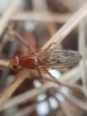 Sciomyzoidea