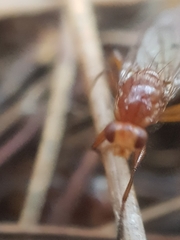 Sciomyzoidea