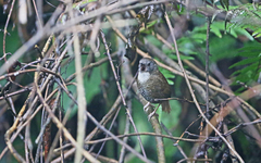 Spelaeornis kinneari