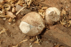 Itajahya galericulata