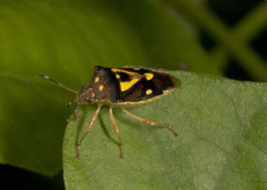 Mormidea collaris