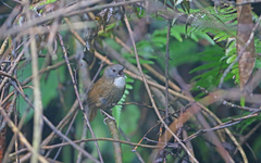 Spelaeornis kinneari