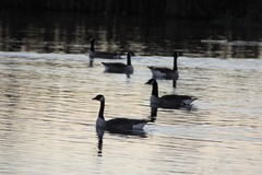 Branta canadensis