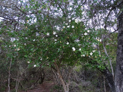 Image of Gardenia cornuta by (c) Shaun Swanepoel, some rights reserved (CC BY)