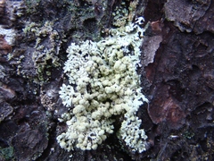 Parmeliopsis capitata