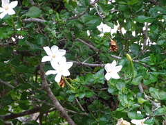 Gardenia cornuta
