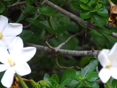 Gardenia cornuta