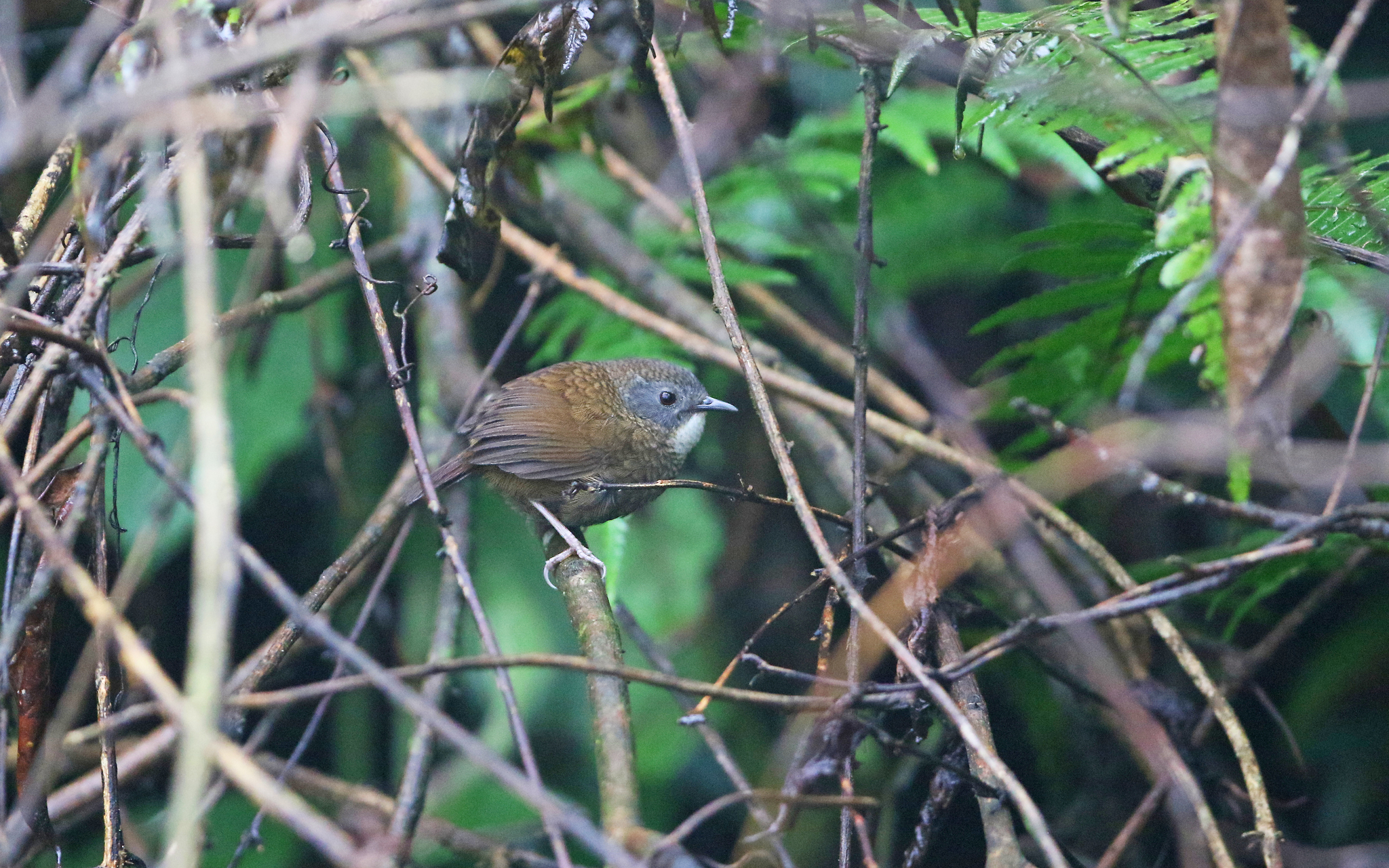 Pale-throated Wren-Babbler