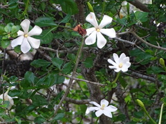 Gardenia cornuta