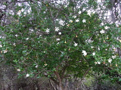 Gardenia cornuta