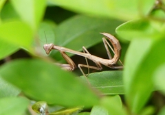 Hierodula membranacea