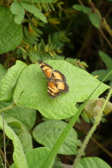 Junonia sophia