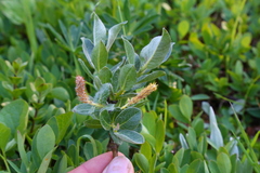 Salix commutata