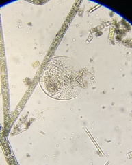 Testudinella