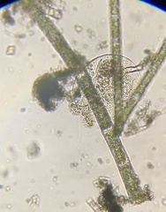 Testudinella
