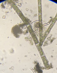 Testudinella
