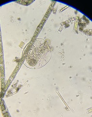 Testudinella