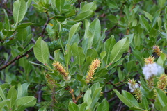 Salix commutata