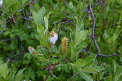 Salix commutata