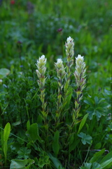 Castilleja parviflora albida