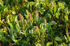 Salix cascadensis