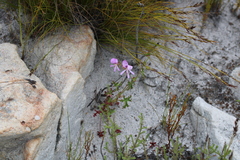 Pelargonium scabroide