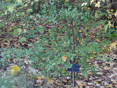 Pseudocydonia sinensis