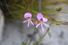 Pelargonium scabroide
