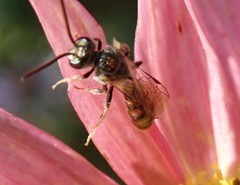 Lasioglossum zephyrus