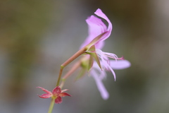 Pelargonium scabroide