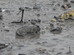 Periophthalmus modestus