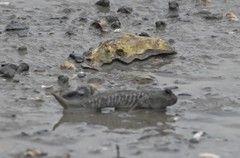 Periophthalmus modestus