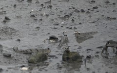 Periophthalmus modestus