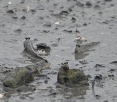 Periophthalmus modestus