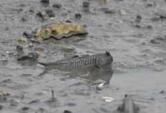 Periophthalmus modestus