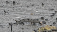 Periophthalmus modestus