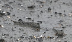 Periophthalmus modestus