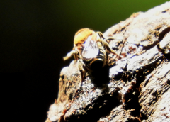 Megachile umbripennis
