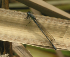 Pseudagrion spernatum