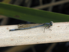 Pseudagrion spernatum