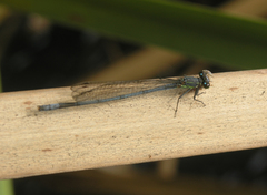 Pseudagrion spernatum