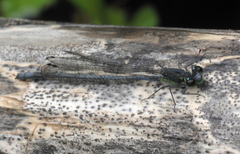 Pseudagrion spernatum