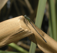 Pseudagrion spernatum