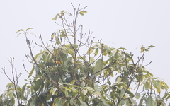 Aethopyga nipalensis