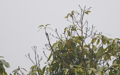 Aethopyga nipalensis