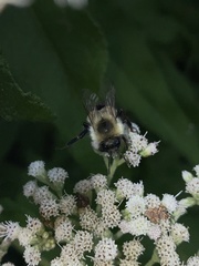 Bombus impatiens