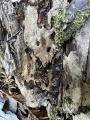 Dendroctonus