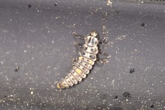 Adalia decempunctata