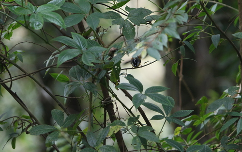 Golden-breasted Fulvetta (Lioparus chrysotis), photo 8