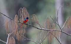 Pericrocotus brevirostris